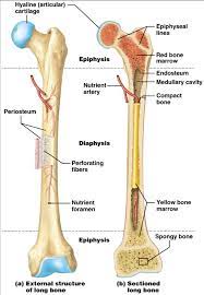 Hyaline cartilage and bone replacement. Bones Diagram Quizlet