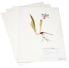 Herbarium Mounting Paper Carr Mclean