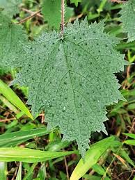 Image result for Urtica