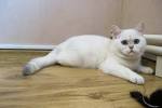 Feliland Cattery - Home of British Shorthair Cats and ...