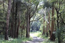 Image result for Hyparrhenia bracteata