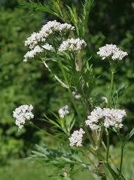 Image result for Valeriana