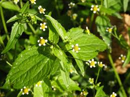 Image result for Galinsoga parviflora