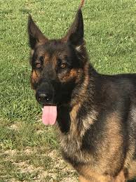 First recognized by the akc in 1908, it ranks 2nd on the list of most registered breeds in the united states of america. White Star Kennel German Shepherds Pecatonica Il