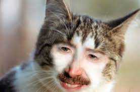 Thought There Weren T Enough Cats With Human Faces Cat With Human Face Cat Videos For Kids Animals Funny Cats