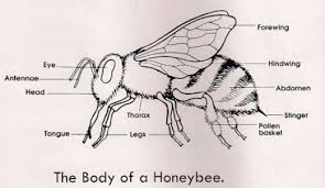 Black And White Insect With Stinger Honey Bees Lessons Tes Teach Bee Diagram Insect Activities Activity Sheets For Kids
