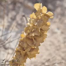 Image result for Amaranthaceae