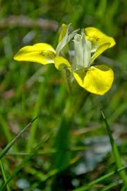 Image result for Moraea niassensis
