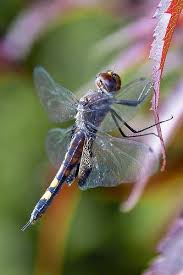 Black And Yellow Dragonfly With Green Eyes Black Saddlebags Dragonfly Dragonfly Damselfly Dragonfly Art