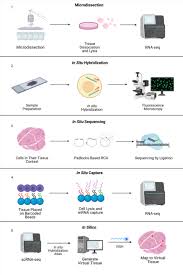 In silico toxicology is a research oriented company focussing on the development of open source supporting integrated data analysis and servicing of alternative testing methods in toxicology (wp. Spatial Transcriptomics Wikipedia