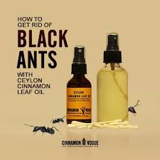 If you prefer to avoid chemical treatments, a combination of home remedies for ants may help get rid of an ant infestation, though the process may take more time. Get Rid Of Black Ants With Cinnamon Cinnamon Vogue
