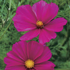 Image result for Cosmos bipinnatus