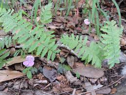 Image result for Disperis katangensis