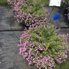 Image result for Jamesbrittenia burkeana