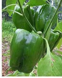 فلفل بارد Plants Lawn And Garden Pepper Plants