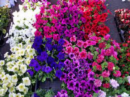 The trek for valley of flowers begins from ghangaria. 7 Easy To Grow Winter Flowering Plants To Bring Colour And Butterflies Into Your Garden Lifestyle News India Tv