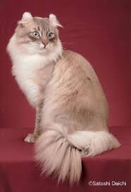 Pin By Sherri Port On American Curl Cats Cat Breeds Beautiful Cats American Curl