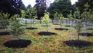 Like many of my favorite trees, it hails from australia. Fruit Tree Orchard And Berry Patch Installation Natural Landscaping Gardening And Landscape Design In The Catskills And Hudson Valley Including Ulster County Ellenville New Paltz Kingston Accord Stoneridge And Woodstock