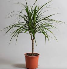 Image result for dracaena