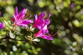 Maybe you would like to learn more about one of these? Azalea Plant Propagation Growing Azalea Plants From Cuttings