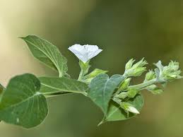 Image result for Jacquemontia paniculata