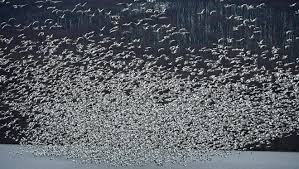 A look at the wildlife at middle creek wildlife management area at the lancaster and lebanon county borders in pennsylvania. Snow Geese Flocking To Middle Creek In Record Numbers