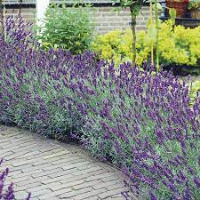 Maybe you would like to learn more about one of these? SuferiÅ£i De Alergii IatÄƒ 9 Plante Pe Care SÄƒ Le EvitaÅ£i Si Ce SÄƒ CresteÅ£i In Loc Edifica