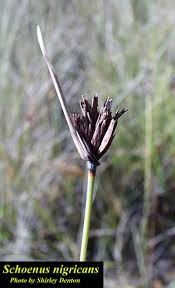 Image result for Schoenus