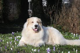 She has a life span of 8 to 12 years and is one of the larger designer dogs you can find out there. Busting Five Myths About The Great Pyrenees American Kennel Club