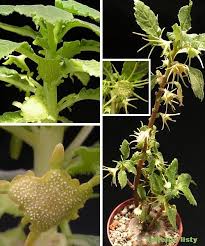 Image result for Dorstenia warneckei