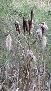 Image result for Typha capensis
