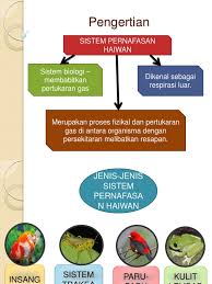 Kulit lembap cacing bernafas melalui kulit yang tipis dan lembapnya. Sistem Pernafasan Haiwan