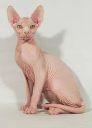 images?q=tbn:ANd9GcSfjTpMacp4p4WKrCEYLvB