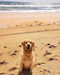 Maybe you would like to learn more about one of these? Dog Walking And Pet Sitting Client Photos Xanadu Pet Care
