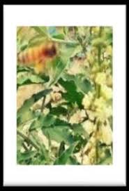 Image result for Croton steenkampianus