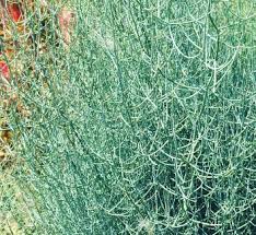 Image result for Asparagus natalensis