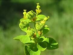 Image result for Euphorbia papillosicapsa