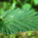 Image result for Melochia melissifolia