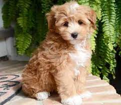Pooton - Puppies By Design Online Teddy Bear Puppies Puppies Cute Dogs