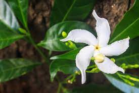 Sampaguita Flower Meaning Flower Meaning