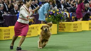 At golden beaches, we strive to provide excellent puppies and quality service! The Golden Retriever Was Robbed Many Dog Lovers Disappointed That A Poodle Won Westminster Again Marketwatch