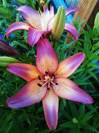 We did not find results for: Royal Sunset Lily Flower Bulbs Purple Pink Peach Will Bloom Etsy