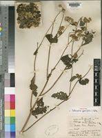 Image result for Bothriocline