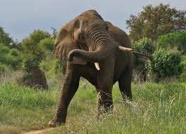 African Elephant Unique Facts Elephant Elephant Images African Elephant