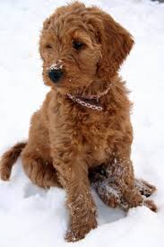 Bentley the mini goldendoodle at 6 months old weighing 45 pounds. Goldendoodle Goldendoodle Puppy Red Goldendoodle Doodle Puppy