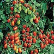 Indeterminate hybrid cherry tomato with orange fruit. Tomato Juliet F1 All America Selections