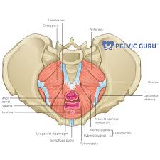 These four muscles conjoin to attach to the patella as the quadriceps tendon. What Is The Pelvic Floor Your Pace Yoga