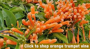 Image result for Pyrostegia