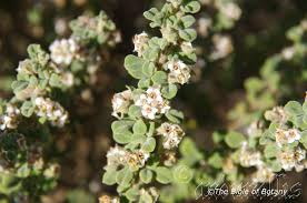 Image result for Zeuxine elongata