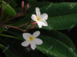 Maybe you would like to learn more about one of these? A Garden In The Village In The Maharashtra State Of India Contains Trees Of Variety Of Frangipani Flowers One Of Them Having White And Yellow Flowers With Buds Stock Photo Picture And
